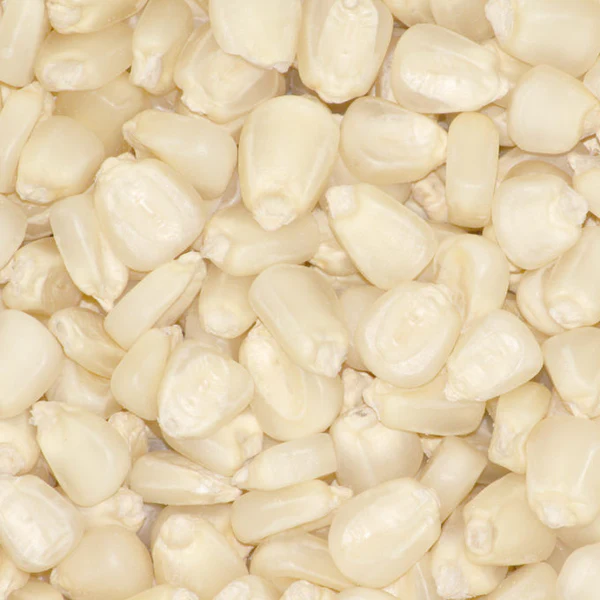 White Maize/Corn - Image 3