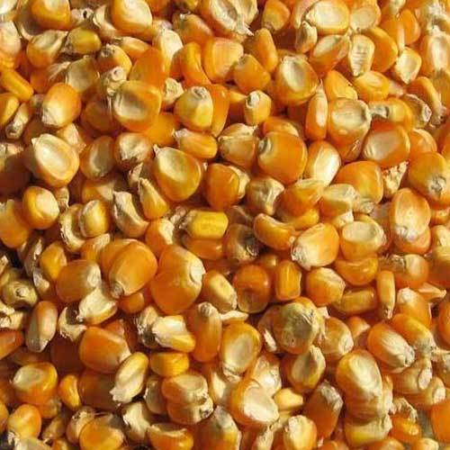 Yellow Maize/Corn
