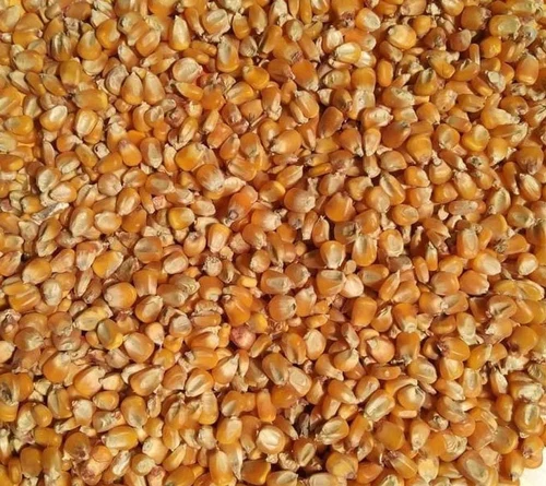 Yellow Maize/Corn - Image 2