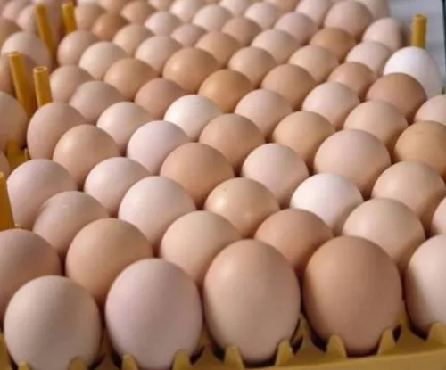 Fertile hatching egg cobbs - Image 2